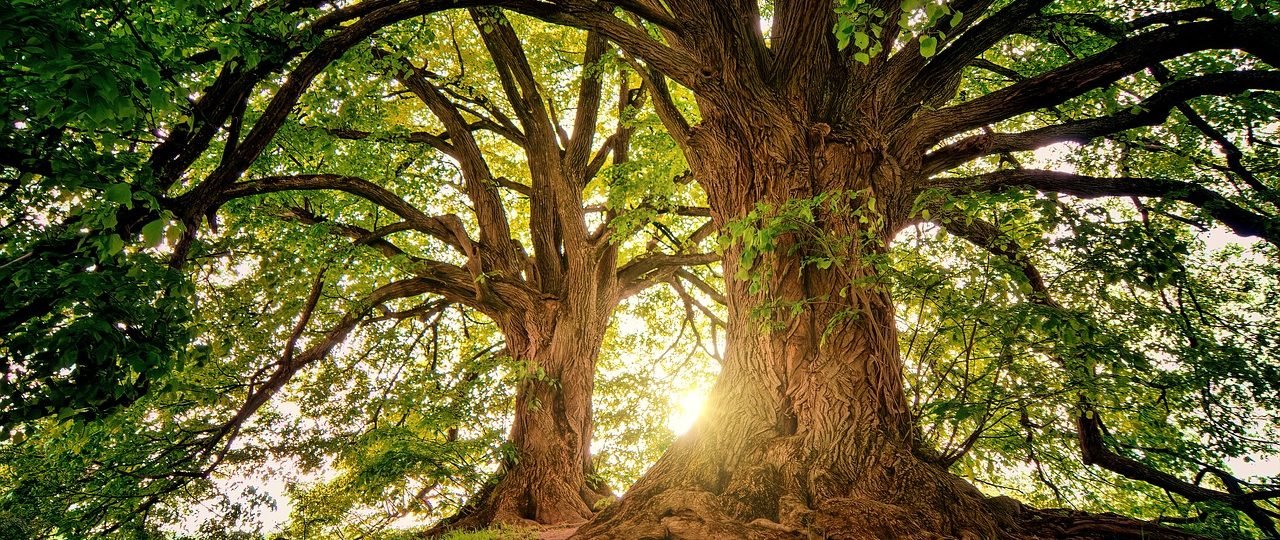 trees, wilderness, nature-3822149.jpg