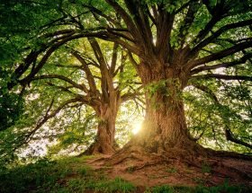 trees, wilderness, nature-3822149.jpg